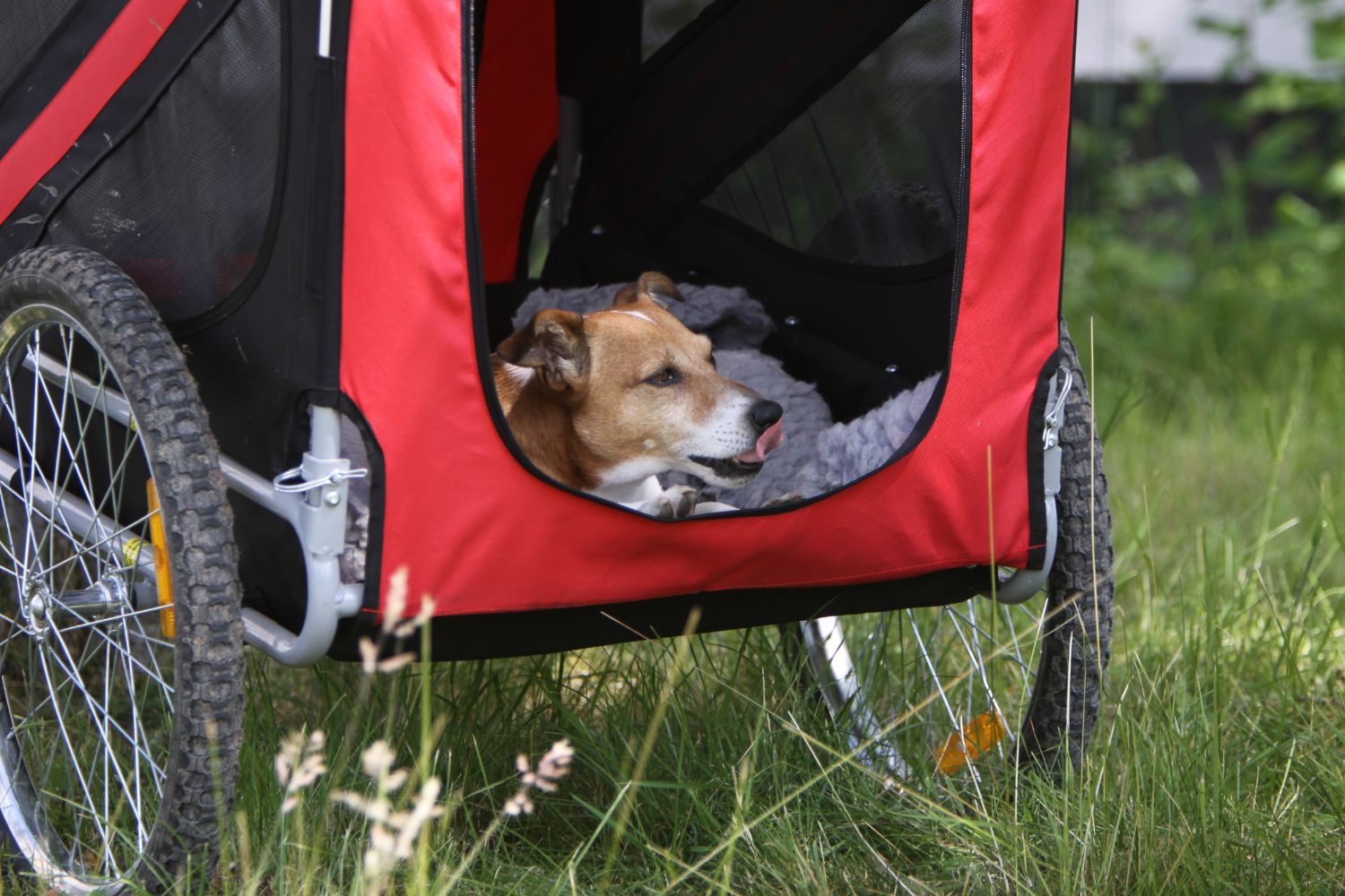 remorque à vélo pour chien