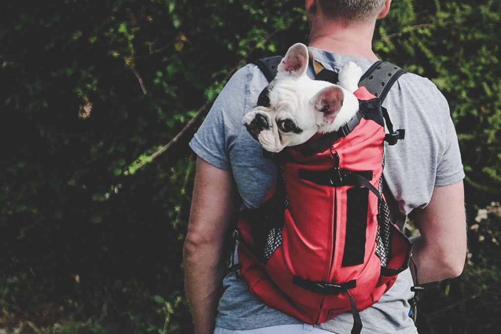 chien dans un sac à dos